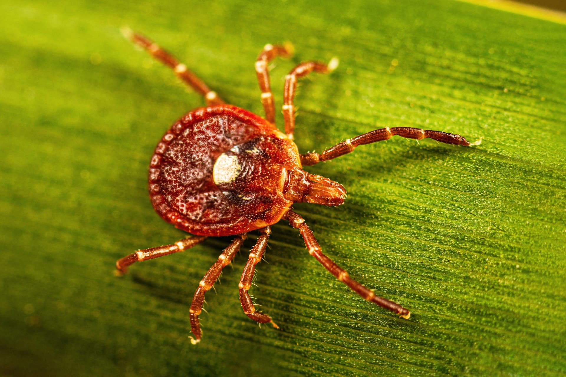 Surprisingly large number of people may have marker for tick-linked meat allergy